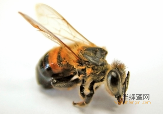 蜜蜂保护｜新疆黑蜂素材后代初步鉴定检测结果