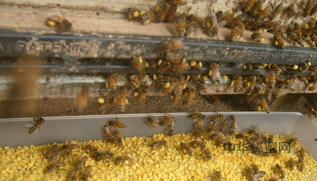 蜂农不想养蜂了，只有4个理由！