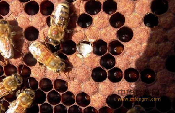 天然纯蜂蜜的养生保健作用