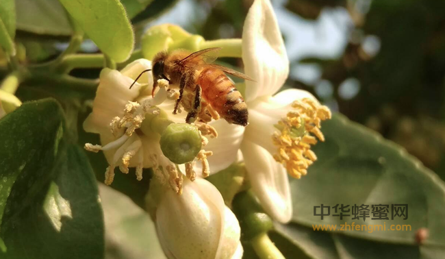 食用假蜂蜜真有那么可怕吗？看完让更多人知道假蜜的危害！