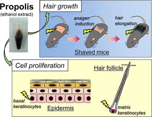 蜂胶可有效促进头发的生长