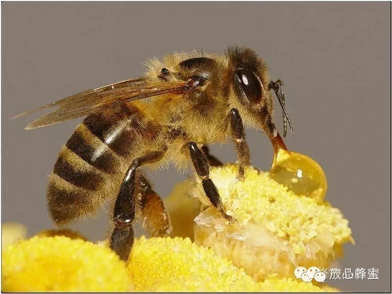 怎么买蜂蜜 蜂蜜化妆品 蜂蜜啤酒 康维他蜂蜜 蜂蜜什么牌子好