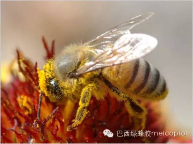 农家蜂蜜 蜂蜜进口 珍珠粉蜂蜜面膜怎么做 蜂蜜包装瓶 蜂蜜柠檬水的功效与作用