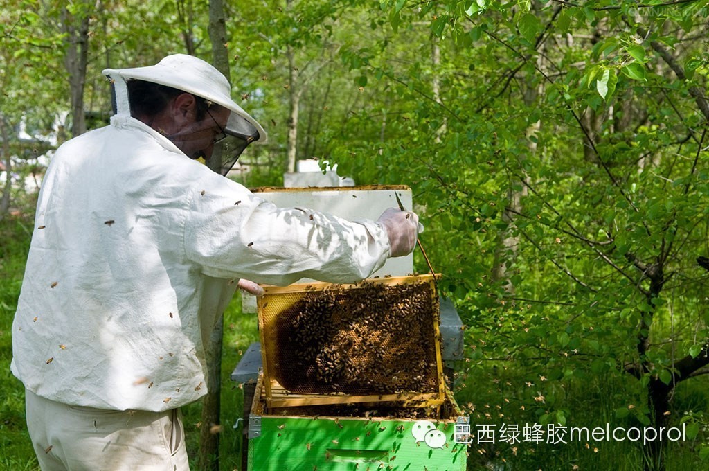 中华土蜂蜜 哪种蜂蜜比较好 蜂蜜塑料瓶厂家 蜂蜜水怎么喝 蜂蜜美容