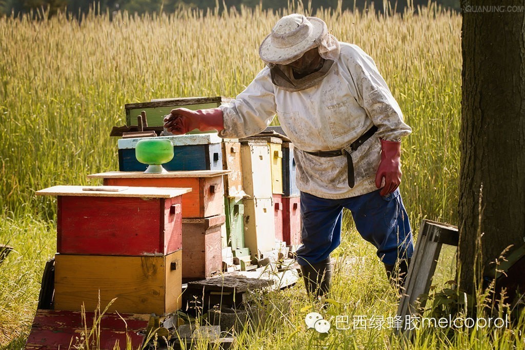 为什么巴西绿蜂胶是最有效的天然药物(melcoprol绿蜂)