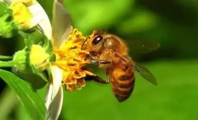 蜂胶很珍贵，一群蜂一年仅能生产100～500克