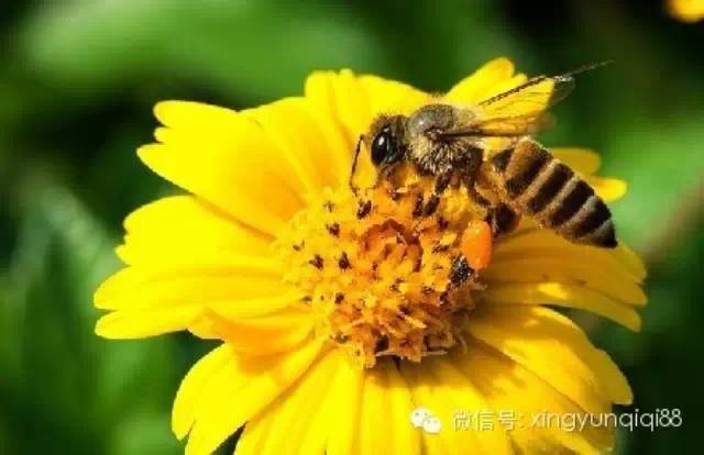 花粉的功效与食用方法