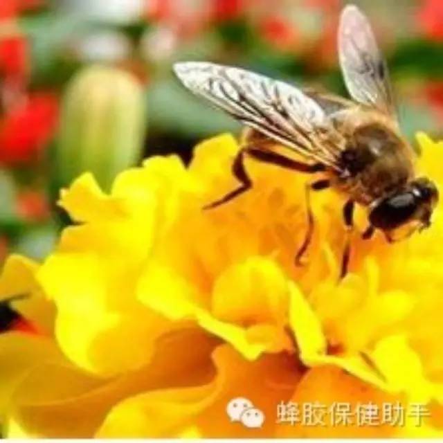 蜜蜂 土蜂蜜 纯天然 洋槐蜂蜜多少钱一斤 蜂蜜花生 蜂蜜怎样祛斑