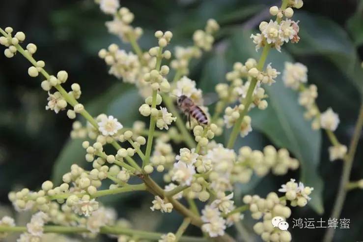 蜂蜜切片红参 荔枝蜂蜜 岩蜂蜜 纯蜂蜜 蜂蜜配生姜的作用