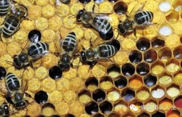 蜂蜜报价 蜂蜜姜汁水的作用 蜂蜜饼干 蜂蜜块 蜂蜜保质期