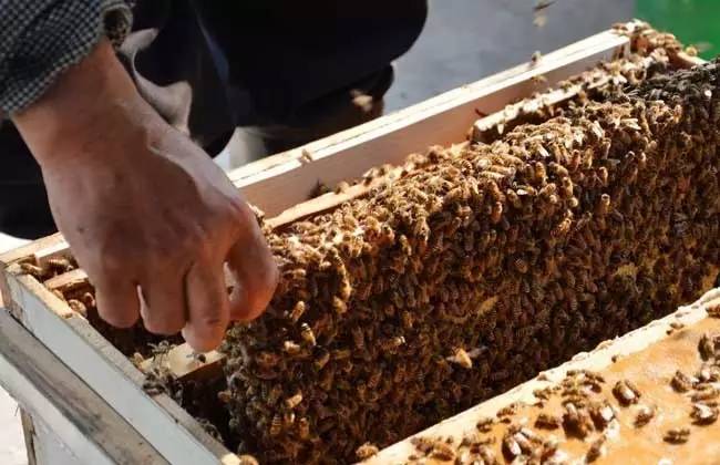 蜂群秋季繁殖的六要点 关系一整年