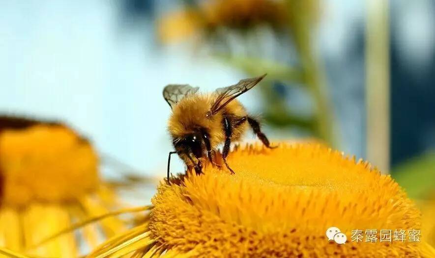 蜂蜜纯天然 蜂蜜眼膜 哪里有蜂蜜批发 蜂蜜便秘 柠檬水减肥