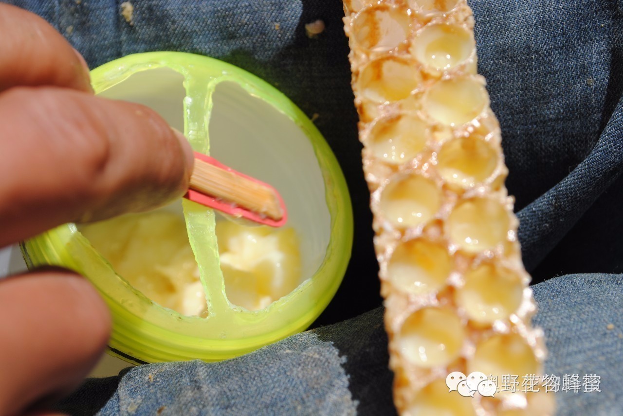哪一种蜂蜜好 蜂蜜哪个牌子的好 黄芪蜂蜜 喝蜂蜜柠檬水的9个好处 哪里有纯蜂蜜卖