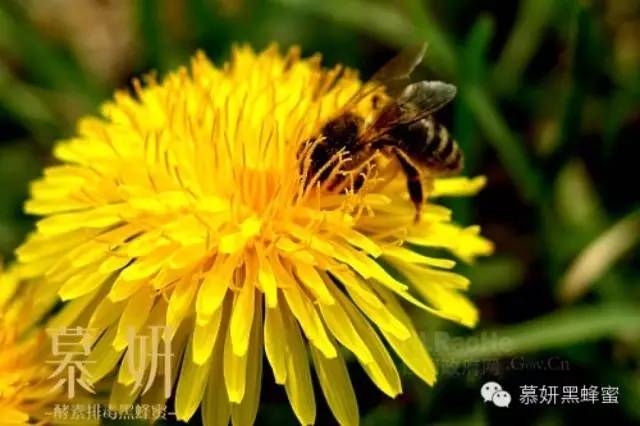 什么蜂蜜做面膜好 蜂蜜代加工 如何鉴别蜂蜜 蜂蜜包装盒批发 蜂蜜面膜祛斑