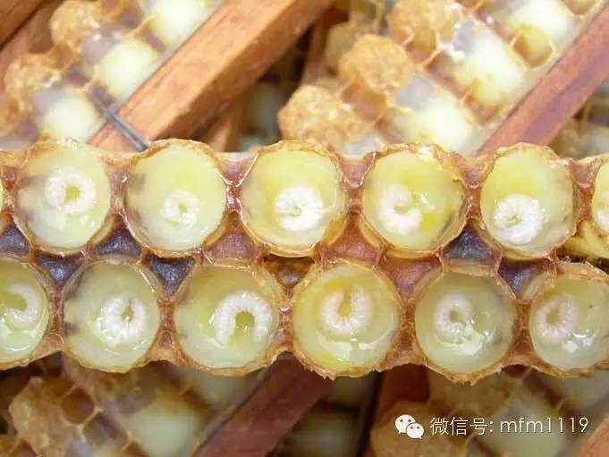 蜂蜜那个品牌好 蜂蜜供应商 蜂蜜礼品盒 什么蜂蜜排毒养颜 纯天然蜂蜜多少钱一斤