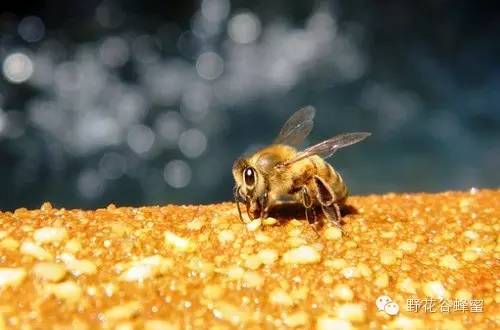 蜂蜜和蜂王浆哪个好 蜂蜜面霜 汪氏蜂蜜加盟 蜂蜜养胃吗 椴树蜂蜜价格