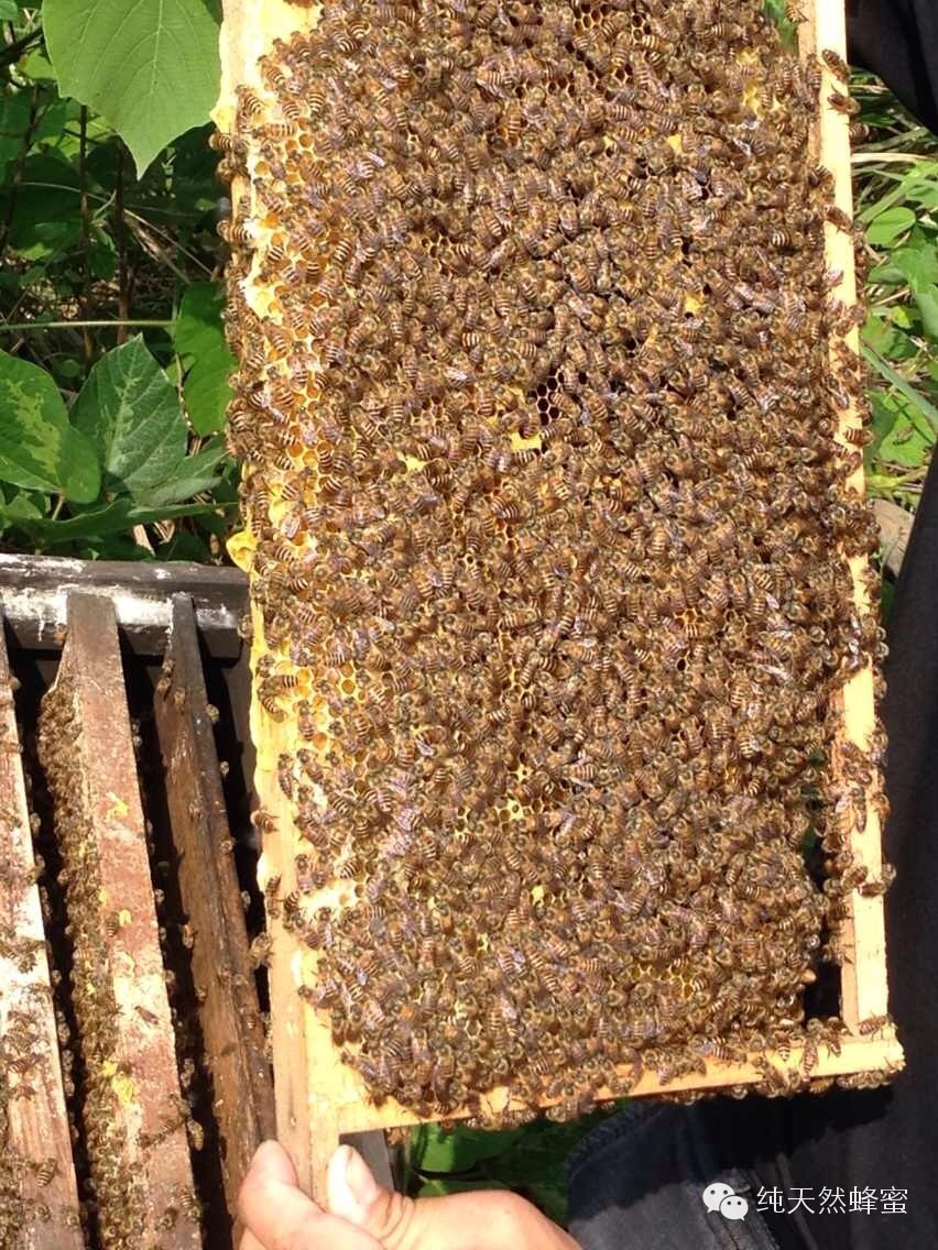 蜂蜜批发厂家 桑地蜂蜜 纯正蜂蜜多少钱一斤 固体蜂蜜 野蜂蜜价格