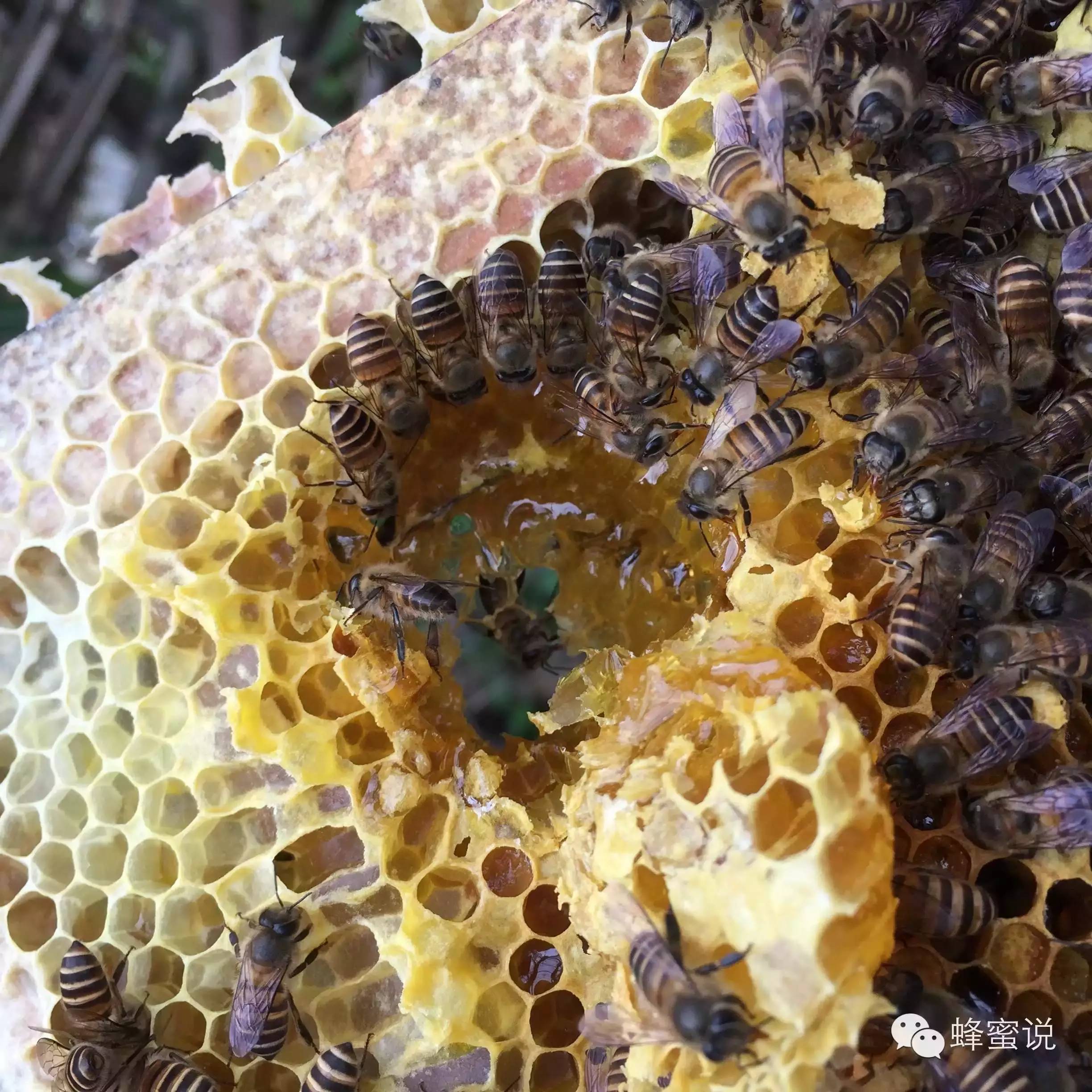 土蜂蜜 纯天然 蜂蜜 纯天然 农家 纯野生蜂蜜 蜂蜜姜汁水的作用 用蜂蜜自制去皱眼霜