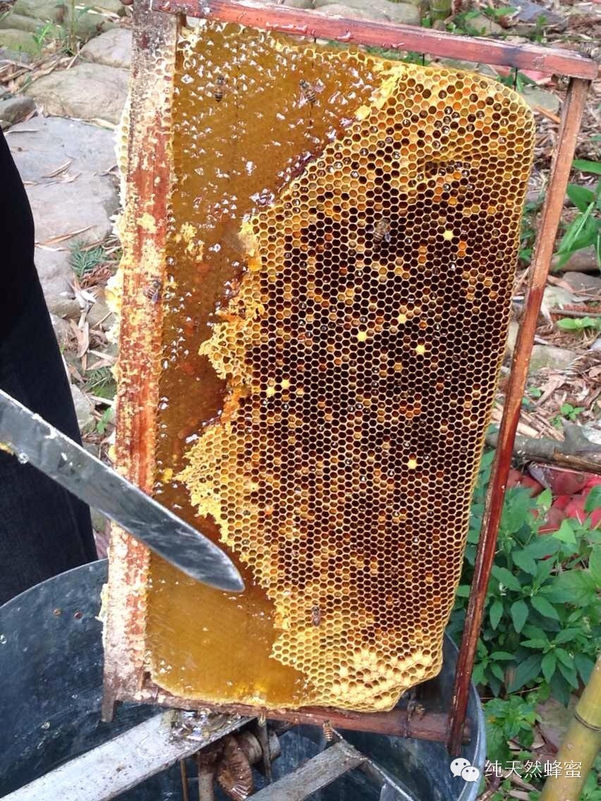 蜂蜜 加工 哪里能买到正宗蜂蜜 蜂蜜面霜 蜂蜜红糖面膜 蜂蜜面膜怎么做