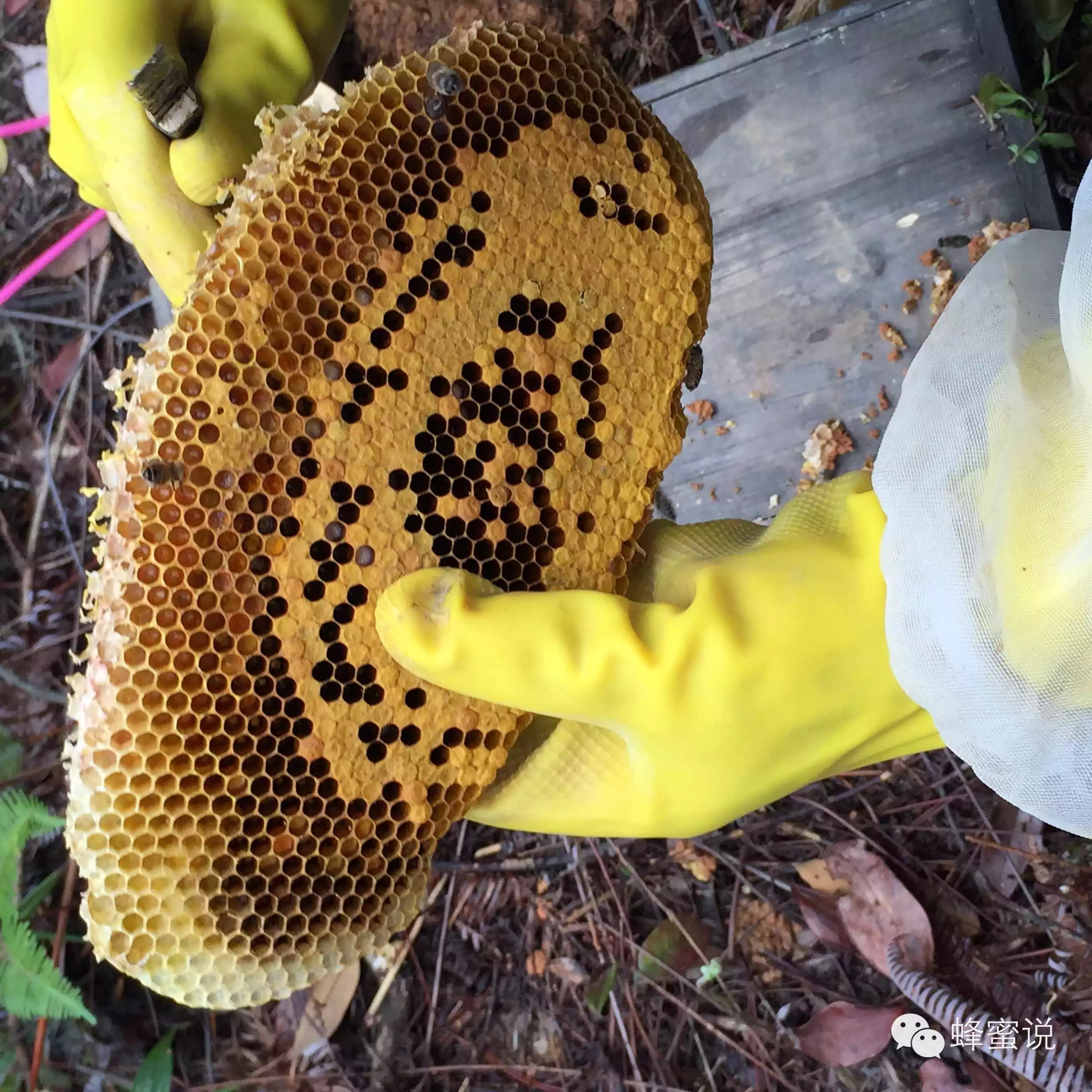哪里能买到正宗蜂蜜 蜂蜜 品牌 生姜蜂蜜 蜂蜜面膜怎么做最美白 蜂蜜柠檬水