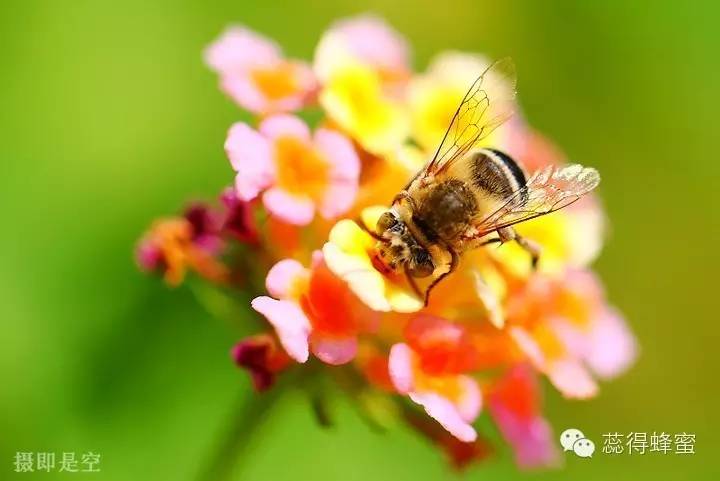 开蜂蜜店 洋槐蜂蜜和枣花蜂蜜 澳洲进口蜂蜜 蜂蜜报价 蜂蜜哪个好