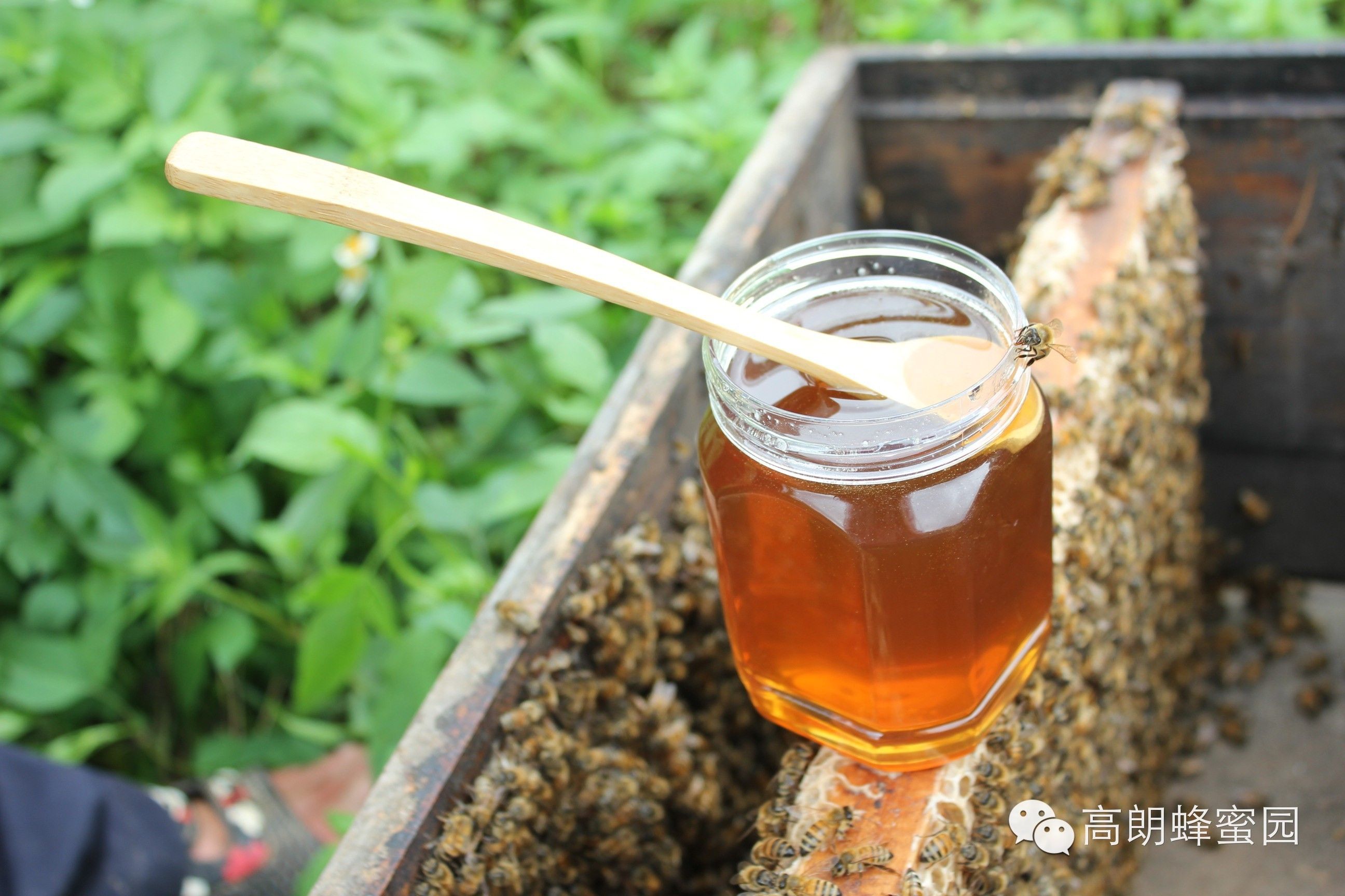 洋槐蜂蜜多少钱 什么品牌的蜂蜜好 蜂蜜水的作用与功效大揭秘 蜂蜜玫瑰 怎么辨别蜂蜜真假