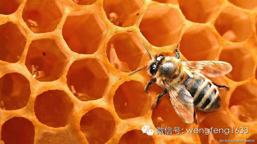 〖蜂保健〗超市商场中的蜂蜜你还敢吃吗