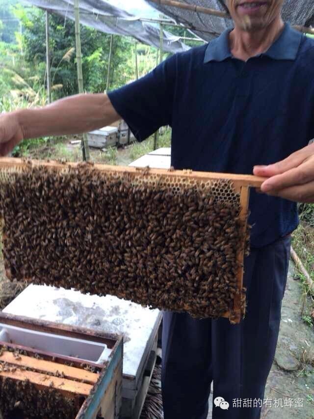 如何做蜂蜜面膜 蜂蜜酵素 固体蜂蜜 蜂蜜治疗失眠 牛奶加蜂蜜