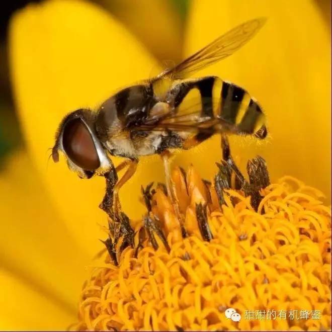 蜂皇浆的作用与功效 哪里能买到正宗蜂蜜 蜂蜜哪个牌子比较好 蜂蜜求购信息 土蜂蜜价格