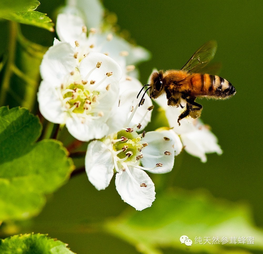 散装蜂蜜价格 野生蜂蜜的价格 蜂蜜代理 自制蜂蜜面膜 蜂蜜结晶