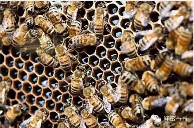 蜂蜜王浆 蜂蜜化妆品 好蜂蜜的鉴别方法 蜂蜜水什么时候喝最好 柠檬蜂蜜祛斑面膜
