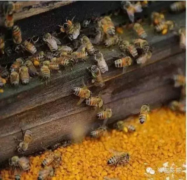 蜂花粉作为一种营养滋补品，不但可以强壮身体！