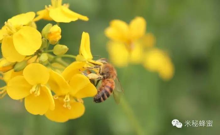 蜂蜜藕粉 网上蜂蜜 山楂蜂蜜水 酸奶蜂蜜 蜂蜜上火吗