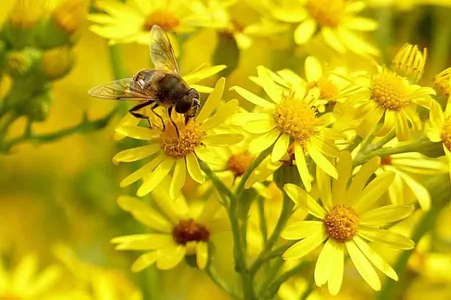 哪一种蜂蜜好 蜂蜜食用 蜂蜜治疗失眠 蜂蜜检测 枸杞菊花茶