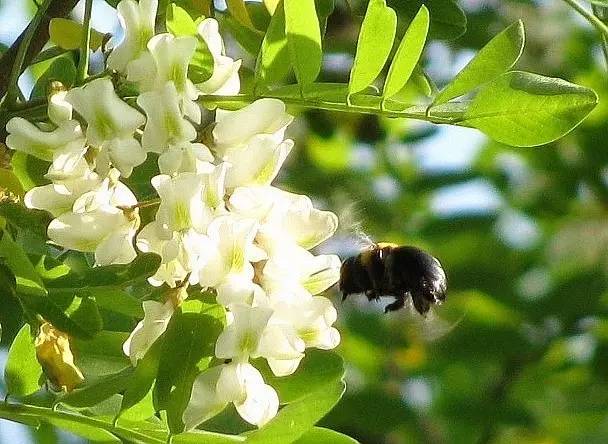 木瓜蜂蜜 蜂蜜怎么吃好 怎么用蜂蜜美容 蜂蜜收购 蜂蜜柠檬水的做法
