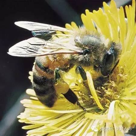 蜂蜜姜茶的作用 蜂蜜怎么食用 蜂蜜除皱 蜂蜜产品 蛋清蜂蜜面膜