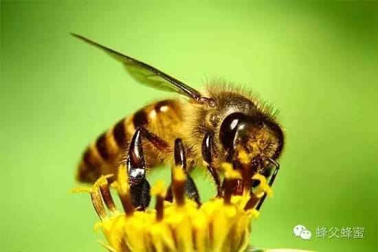 有关蜜蜂的资料：蜜蜂采蜜小知识