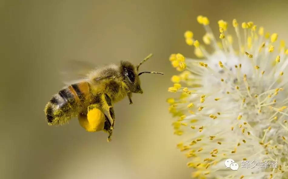 芝麻蜂蜜 蜂蜜核桃 中蜂蜜 玫瑰蜂蜜 蜂蜜水的作用