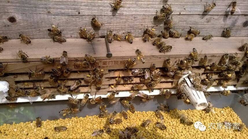 蜜蜂怎样晒花粉全过程详解