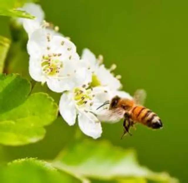 蜂蜜哪里有卖 蜂蜜芦荟 老山蜂蜜 manuka蜂蜜 蜂蜜什么牌子好