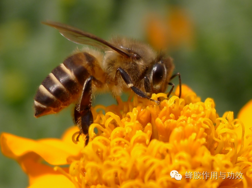 哪个牌子的蜂蜜比较好 荔枝蜂蜜价格 蜂蜜多少钱一瓶 中蜂蜂蜜价格 蜂蜜配生姜