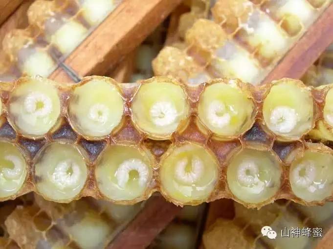 蜂蜜减肥，蜂王浆增肥？