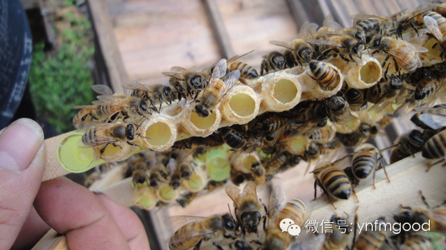 蜂蜜一瓶多少钱 蜂蜜哪种牌子好 天然野生蜂蜜 怎么养蜂蜜 蜂蜜种类