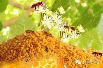 蜂花粉，可以吃的美容剂！
