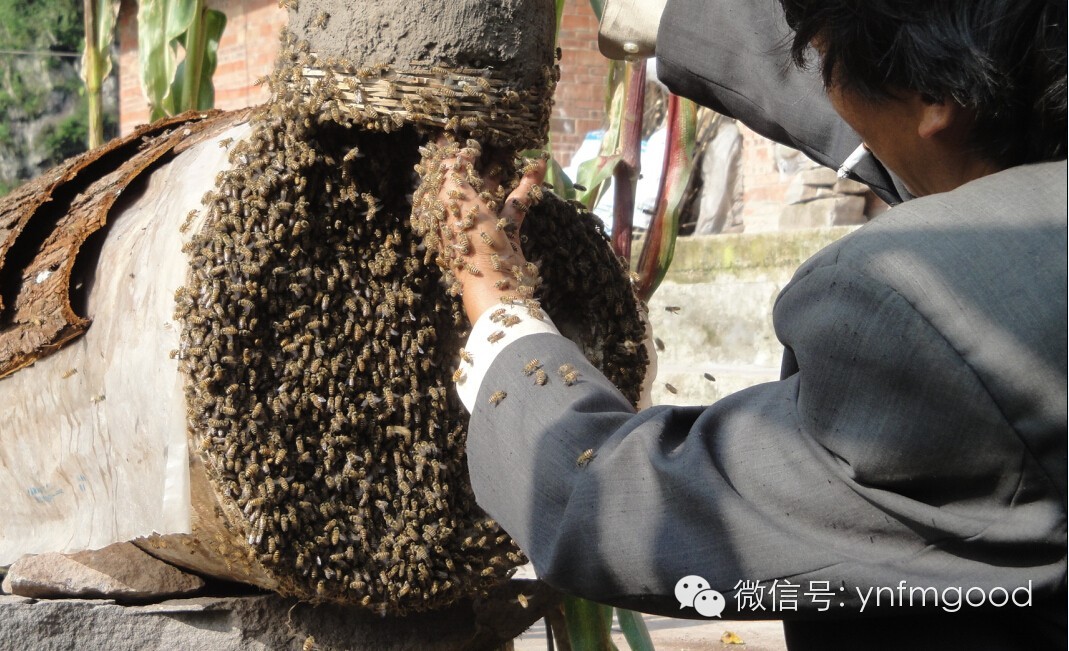 枣花蜂蜜有什么作用 散装蜂蜜批发 蜂蜜玫瑰 绿茶蜂蜜 原生态蜂蜜