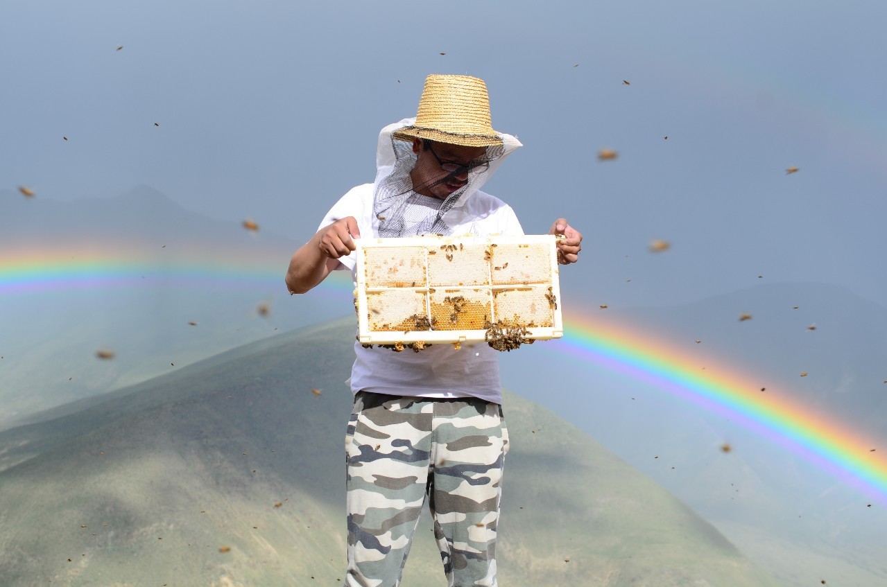 [蜂蜜熟了] 第一季 喜马拉雅的蜂和雨之21天的熟蜜 ||视频