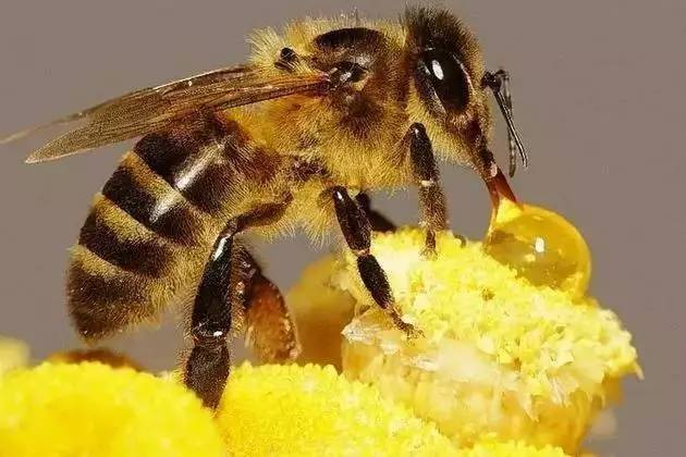 蜜蜂如何酿蜜的？ 没有比这最全的答案了。