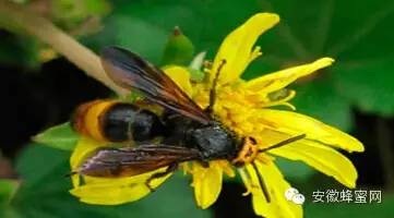 枣花蜂蜜多少钱 土蜂蜜的作用 黑芝麻蜂蜜 用蜂蜜怎么洗脸 女人喝什么蜂蜜最好