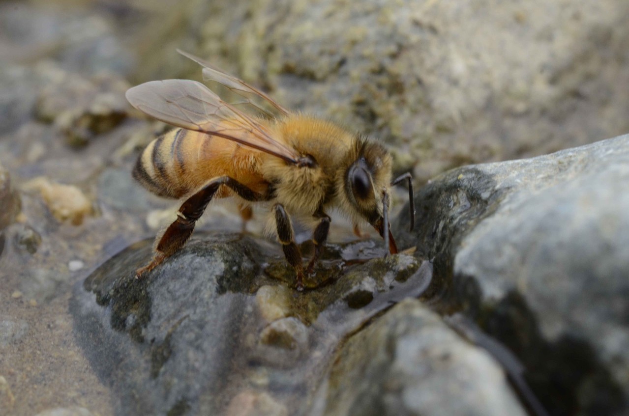 伊纯蜂蜜 蜂蜜水怎么喝最好 蜂蜜瓶子批发 怎样辨别蜂蜜的真假 蜂蜜不能和什么一起吃