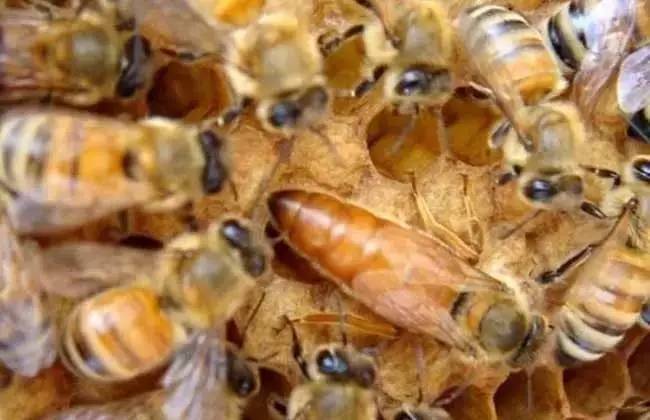 网上卖蜂蜜 天然纯蜂蜜 党参蜂蜜 蜂蜜酒 什么蜂蜜治便秘